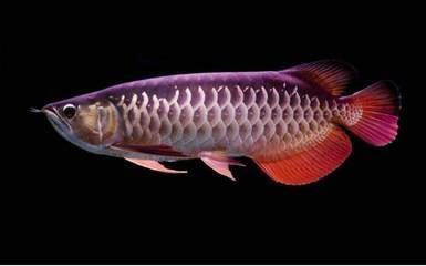 龍魚吃河蝦還是大蝦好：龍魚吃河蝦還是大蝦各有優劣 龍魚吃河蝦還是大蝦好：龍魚吃河蝦還是大蝦各有優劣 龍魚百科 第1張