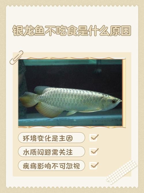 銀龍魚不吃魚食