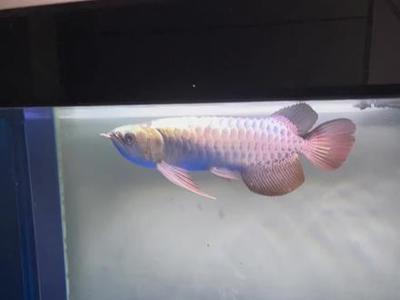 藍底過背金龍魚多大開始發色(藍底過背金龍魚發色的一些關鍵點) 龍魚百科 第5張 藍底過背金龍魚多大開始發色(藍底過背金龍魚發色的一些關鍵點) 藍底過背金龍魚多大開始發色(藍底過背金龍魚發色的一些關鍵點) 龍魚百科 第5張
