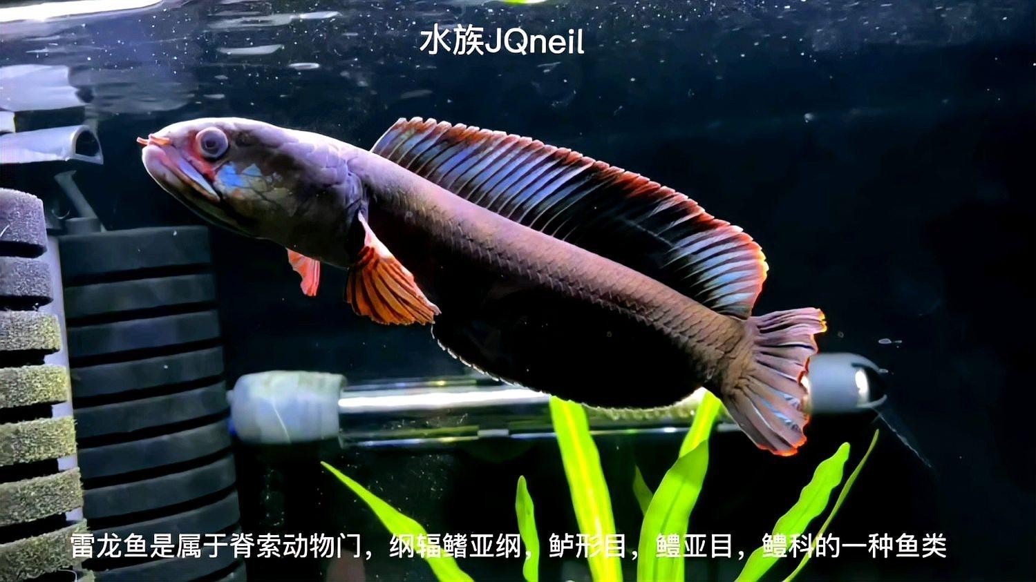 云南雷龍魚哪里抓