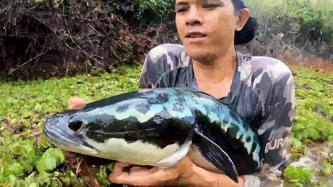 云南雷龍魚哪里抓