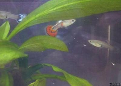 怎么形容金龍魚游動的美：靈動水韻，金龍魚的綺麗風華