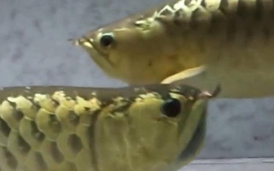 天津市靜海縣御花園鮮花店 天津市靜海縣御花園鮮花店 全國水族館企業(yè)名錄