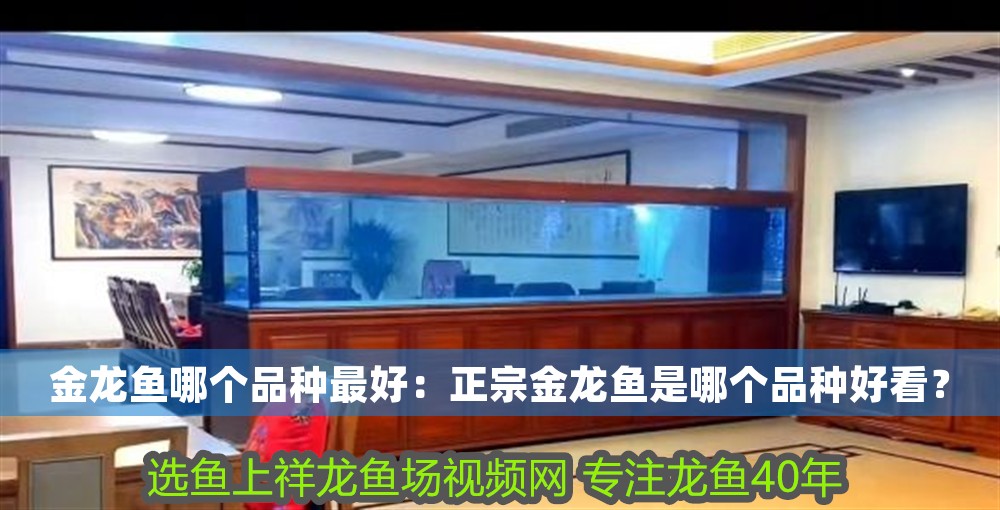 金龍魚哪個品種最好：正宗金龍魚是哪個品種好看？