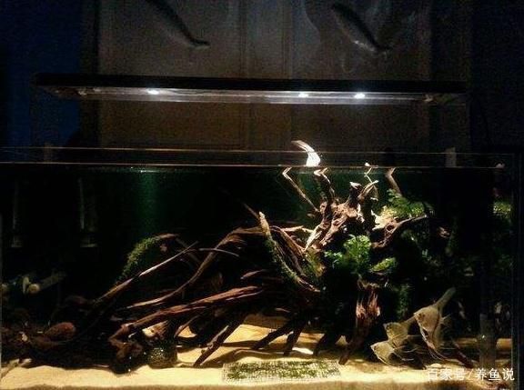 魚缸黃水最忌三種東西（如何正確選擇魚缸過濾材料魚缸水質惡化的原因有哪些） 魚缸黃水最忌三種東西（如何正確選擇魚缸過濾材料魚缸水質惡化的原因有哪些） 龍魚百科 第6張