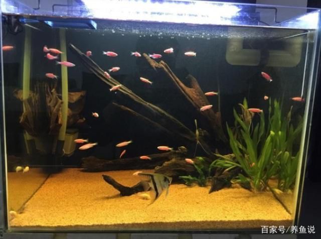 魚缸黃水最忌三種東西（如何正確選擇魚缸過濾材料魚缸水質惡化的原因有哪些） 魚缸黃水最忌三種東西（如何正確選擇魚缸過濾材料魚缸水質惡化的原因有哪些） 龍魚百科 第5張