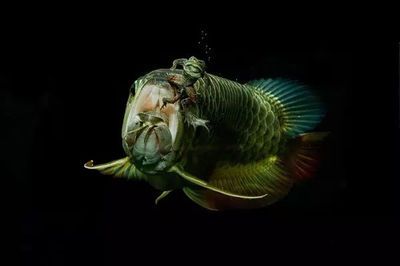 龍魚混養(yǎng)什么龜：龍魚混養(yǎng)什么龜，龍魚和烏龜?shù)幕祓B(yǎng)方法