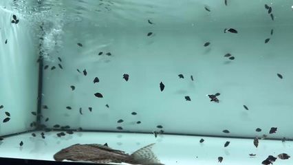龍魚混養什么龜：龍魚混養什么龜，龍魚和烏龜的混養方法