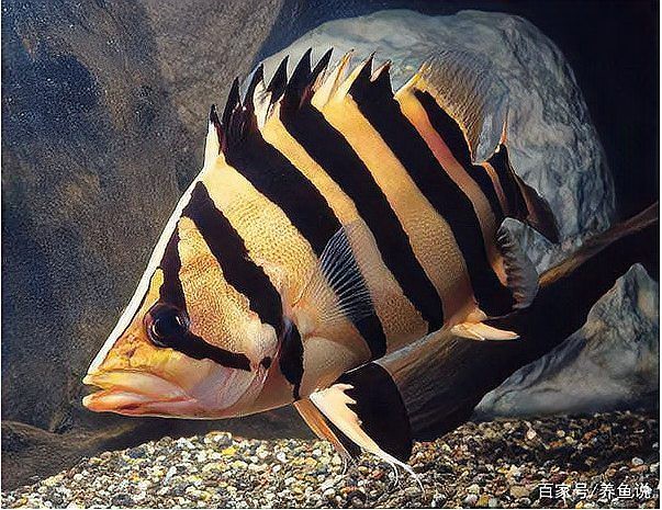 如何預防雷龍魚蒙眼？