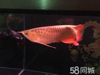 紅龍魚用了三年6700K側(cè)燈：紅龍魚光照周期科學(xué)安排6700k側(cè)燈對龍魚健康影響