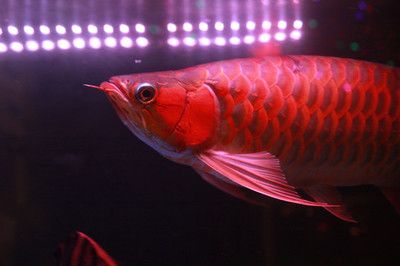 紅龍魚用了三年6700K側(cè)燈：紅龍魚光照周期科學(xué)安排6700k側(cè)燈對龍魚健康影響