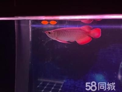 紅龍魚用了三年6700K側(cè)燈：紅龍魚光照周期科學(xué)安排6700k側(cè)燈對龍魚健康影響