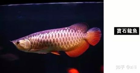 金龍魚分幾種顏色：金龍魚的顏色種類
