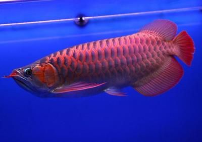 山東紅龍魚價格，山東紅龍魚價格大致在每斤20-30元之間