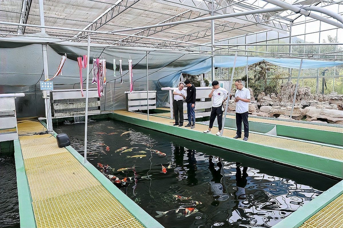 雷龍魚不愛吃食 雷龍魚不愛吃食 龍魚百科 第2張