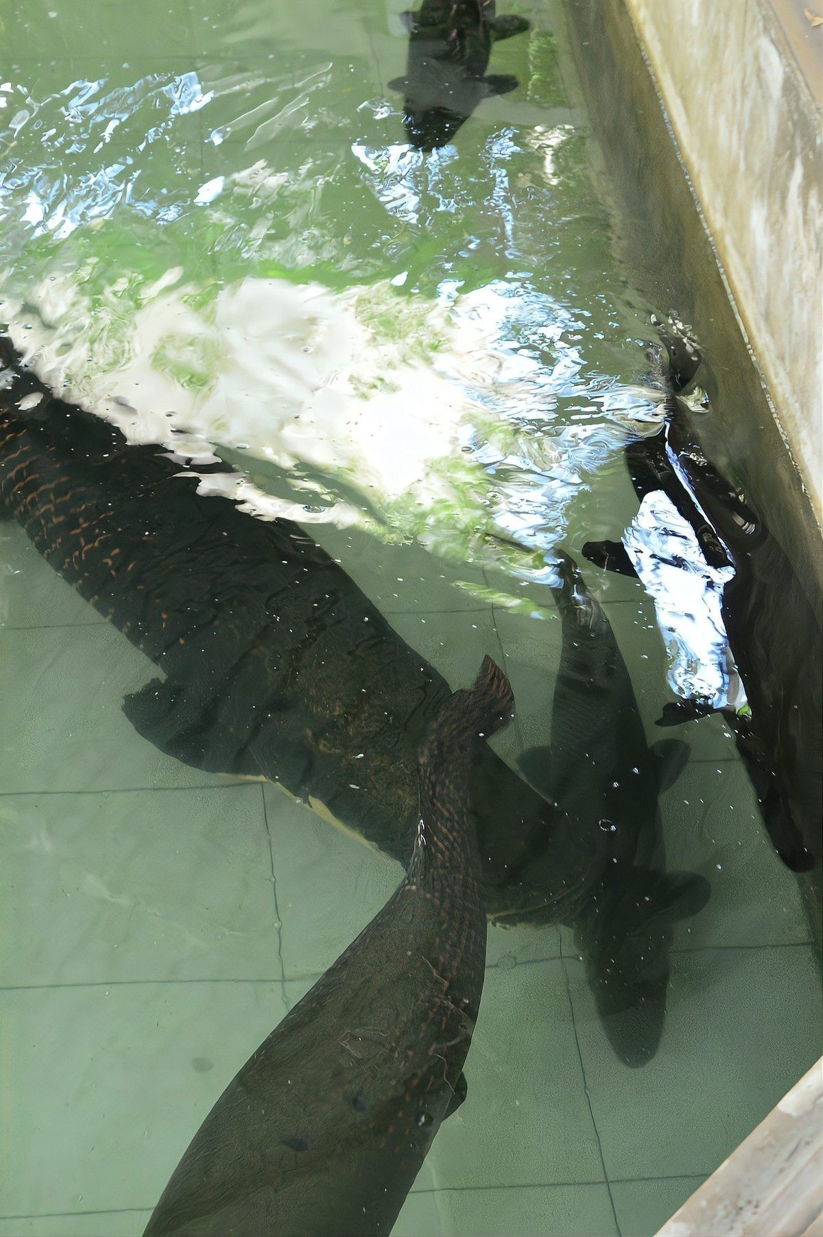 雷龍魚不愛吃食 雷龍魚不愛吃食 龍魚百科 第9張