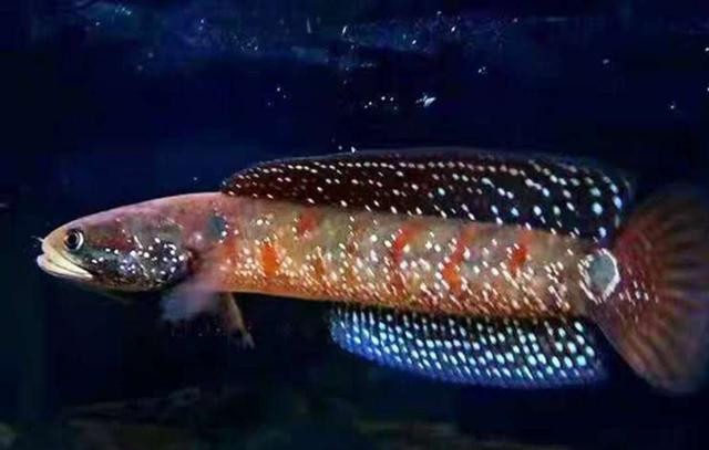 雷龍魚不愛吃食 雷龍魚不愛吃食 龍魚百科 第4張