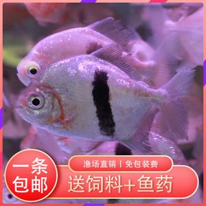 黑桃A魚(yú)適宜的飼料選擇，黑桃a魚(yú)的飼料選擇應(yīng)綜合考慮其自然食物需求和養(yǎng)殖需求
