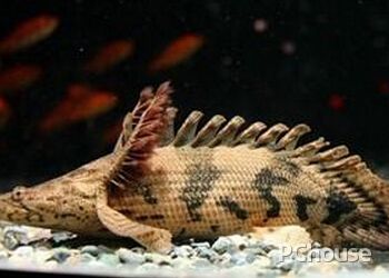 恐龍魚大小（六角恐龍魚的大小因品種和生活環境的不同而有所差異）