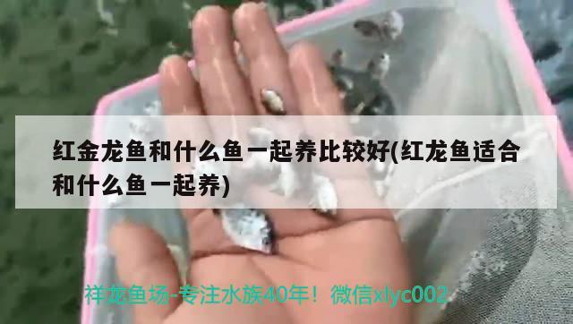 沙河口區(qū)浩淼觀賞魚(yú)店