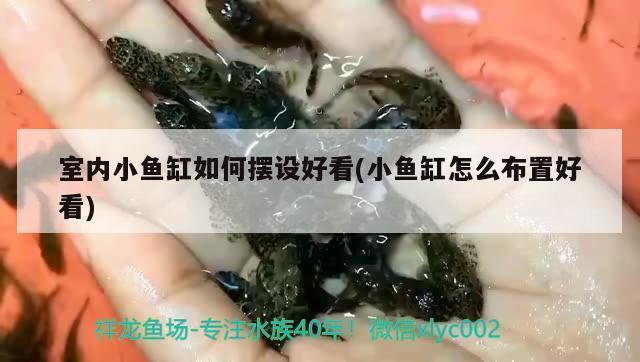 中山市石岐區錦祥水族館（中山市石岐區錦祥水族館地址）