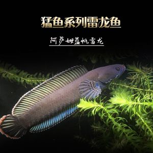 奶茶雷龍魚價(jià)格是多少：奶茶雷龍魚價(jià)格并不固定，具體價(jià)格受到多種因素影響