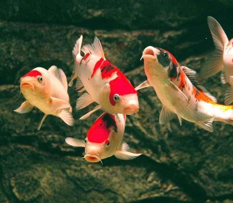 萊山區萬朋水族鋪（萊山區水族館）