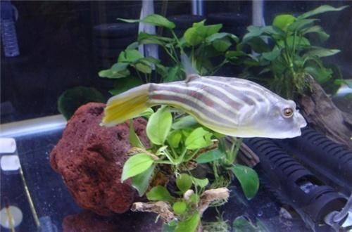 狗頭魚的飲食結構：狗頭魚的飲食結構主要由各種小型魚類、蝦類、蟹類等組成