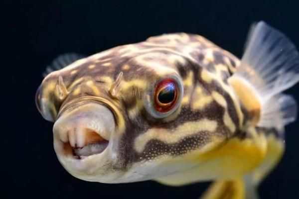 狗頭魚的飲食結構：狗頭魚的飲食結構主要由各種小型魚類、蝦類、蟹類等組成