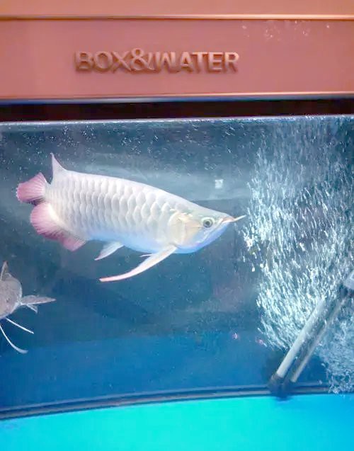 腹水晚期龍魚(yú)需要怎樣的飼養(yǎng)環(huán)境？