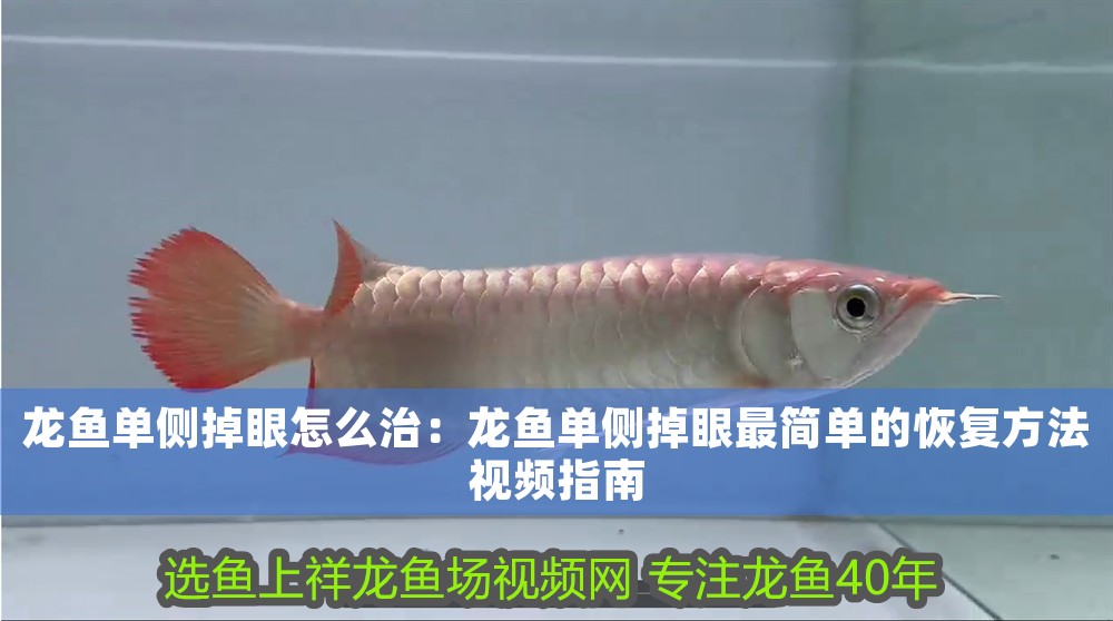 龍魚單側(cè)掉眼怎么治：龍魚單側(cè)掉眼最簡單的恢復(fù)方法視頻指南