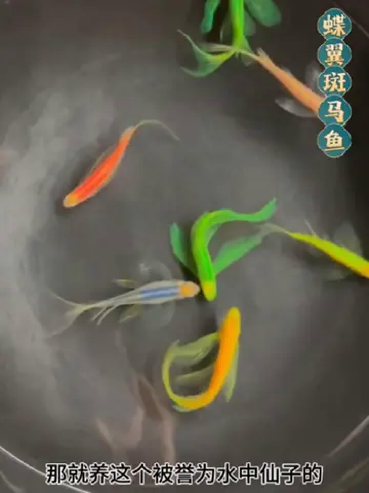 綠翡翠觀賞魚