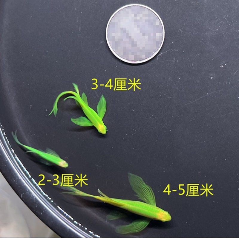 綠翡翠觀賞魚