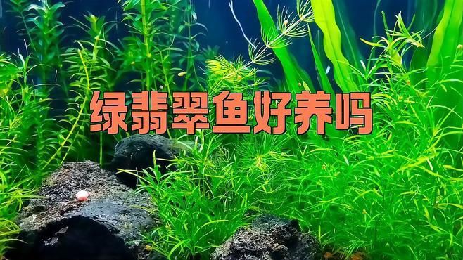 綠翡翠觀賞魚