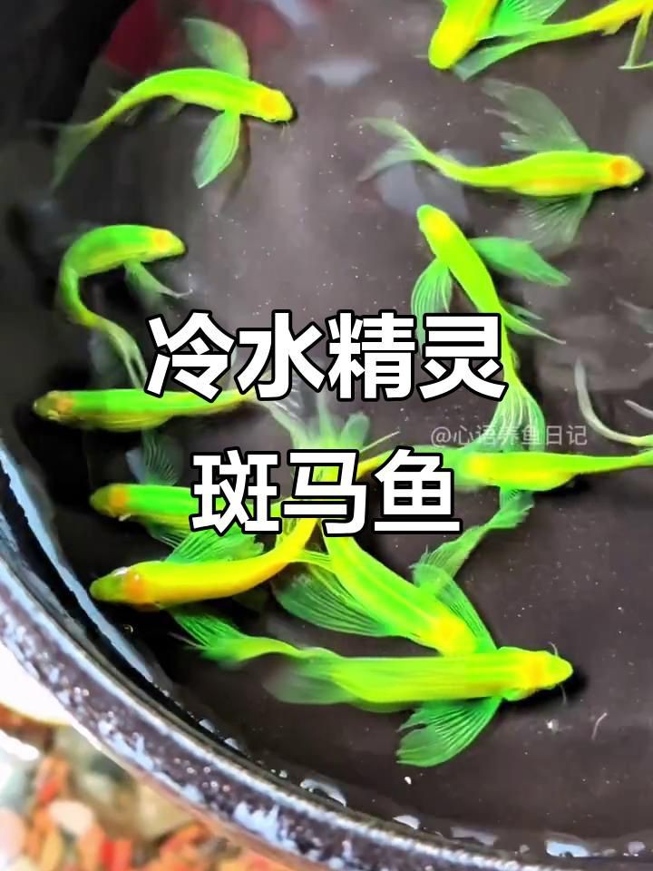 綠翡翠觀賞魚