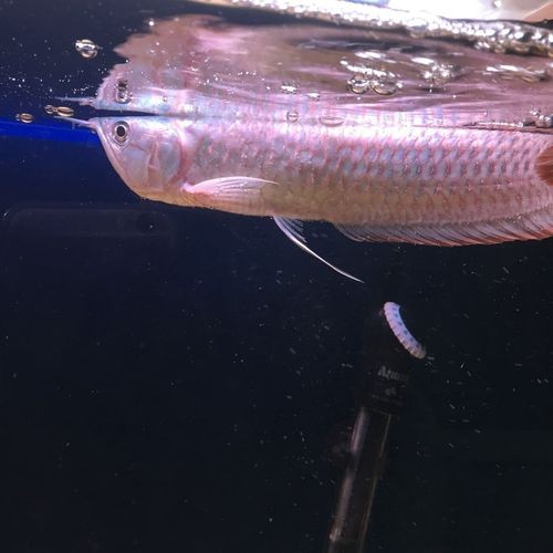銀龍魚下半身往下傾斜 銀龍魚下半身往下傾斜 龍魚百科 第36張