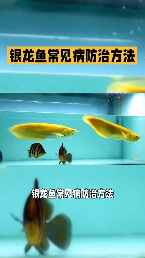 銀龍魚下半身往下傾斜 銀龍魚下半身往下傾斜 龍魚百科 第38張
