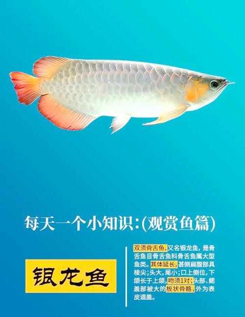 銀龍魚下半身往下傾斜 銀龍魚下半身往下傾斜 龍魚百科 第22張