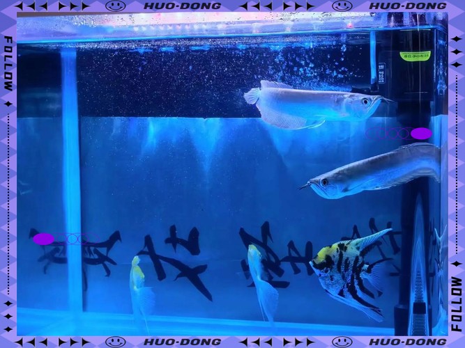 銀龍魚下半身往下傾斜 銀龍魚下半身往下傾斜 龍魚百科 第39張