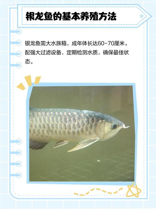 銀龍魚下半身往下傾斜 銀龍魚下半身往下傾斜 龍魚百科 第26張