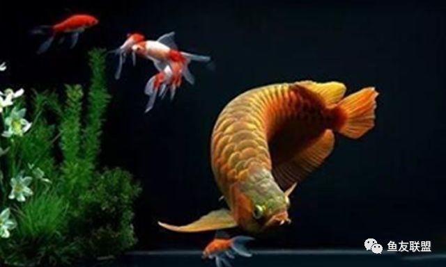 養紅龍魚缸用什么底色和背景（養紅龍魚缸底色和背景選擇對于紅龍魚的發色和健康生長有著重要的影響）