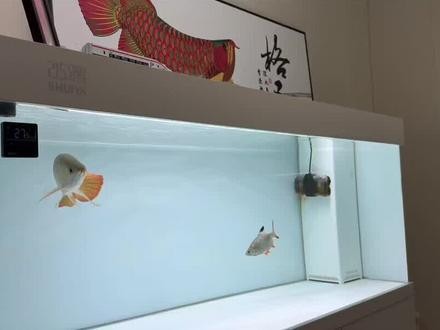 銀龍魚飼養(yǎng)技巧視頻教程大全 銀龍魚飼養(yǎng)技巧視頻教程大全 龍魚百科 第1張