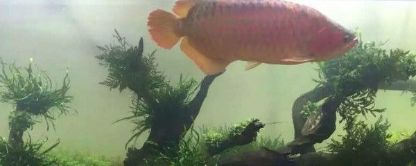 龍魚腹下黑色斑點(diǎn)：如何改善龍魚腹下的黑色斑點(diǎn)