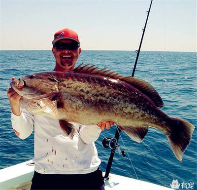 龍魚腹下黑色斑點：如何改善龍魚腹下的黑色斑點