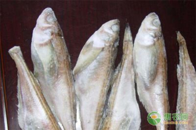 龍魚腹下黑色斑點：如何改善龍魚腹下的黑色斑點