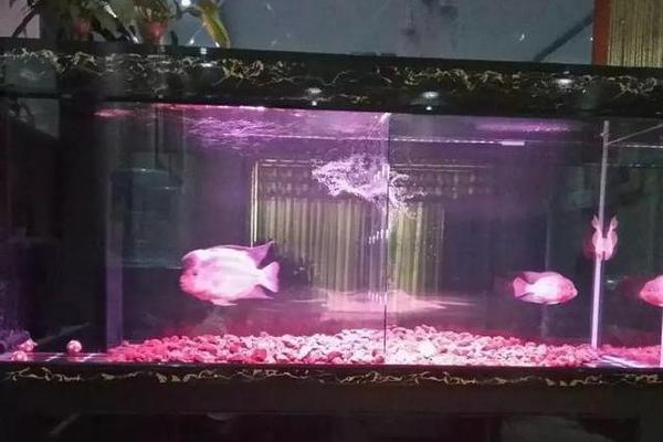 觀賞紅龍魚價格多少（觀賞紅龍魚價格多少錢一條）