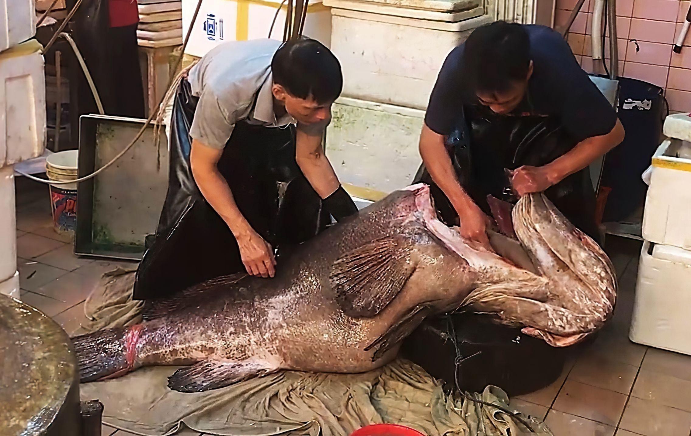 有哪些龍魚飼養常見誤區？