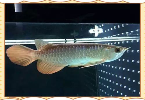 賽級(jí)龍魚最忌三種食物吃 龍魚百科 第2張 賽級(jí)龍魚最忌三種食物吃 賽級(jí)龍魚最忌三種食物吃 龍魚百科 第2張