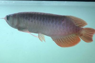 紅龍魚最合適的溫度是多少（紅龍魚最合適的水溫是多少？） 紅龍魚最合適的溫度是多少（紅龍魚最合適的水溫是多少？） 龍魚百科 第5張