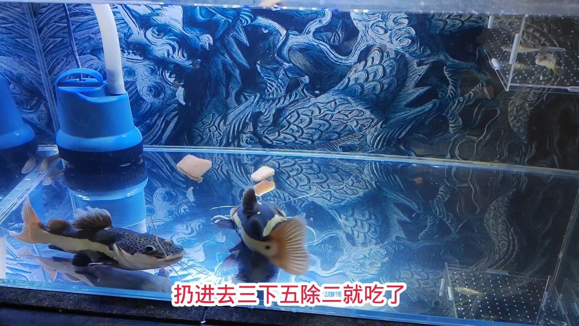 龍須貓魚與其他什么魚混養比較合適？ 龍須貓魚與其他什么魚混養比較合適？ 龍魚百科 第4張